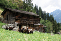 Führung zu den Montafoner Steinschafen